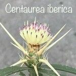 Centaurea iberica Blomst