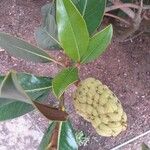 Magnolia grandiflora Fruit