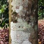Intsia palembanica 树皮