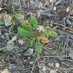 Erodium laciniatum 花