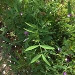 Vicia bithynica Leaf