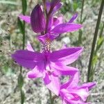 Calopogon tuberosus Blomma