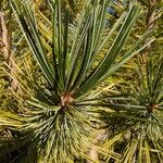 Pinus flexilis Leaf