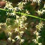 Stenanthium gramineum Flower