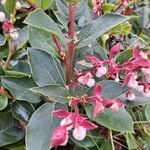 Gaultheria shallon Flower