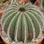 Uebelmannia pectinifera Hábito