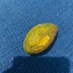 Licania tomentosa Fruct