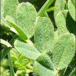 Astragalus stella Leaf