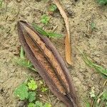 Pterospermum acerifolium Frucht