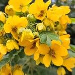 Senna surattensis 花