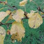 Pyrus ussuriensis Leaf