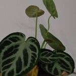 Anthurium crystallinum Hoja