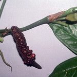 Anthurium pentaphyllum Gyümölcs