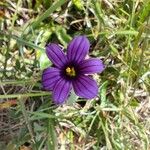 Sisyrinchium bellumFlower