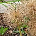 Allium schubertii Blodyn