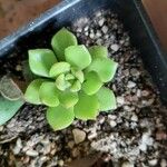 Sempervivum grandiflorumഇല