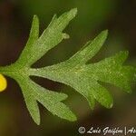 Ranunculus trilobus Leaf