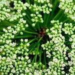 Cnidium silaifolium Flower