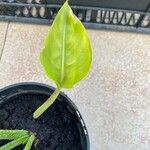 Strelitzia nicolai Φύλλο