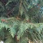 Chamaecyparis lawsoniana Blatt