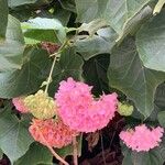 Dombeya burgessiae Цвят