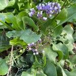 Limonium arboreum Kwiat