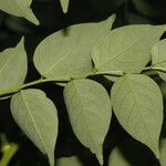 Phyllanthus acuminatus Fruit