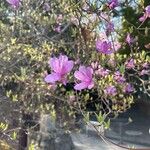 Rhododendron wadanum Kwiat