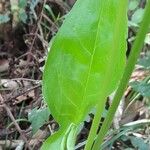 Spathicarpa hastifolia Φύλλο