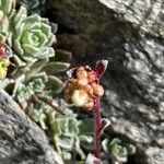Saxifraga paniculata Blomma