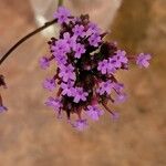 Verbena incompta Cvet