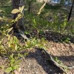 Vaccinium pallidum Flors