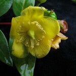 Hypericum uralum Fleur