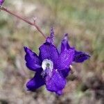 Delphinium nuttallianum Λουλούδι