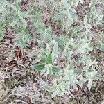 Phlomis purpurea Blatt