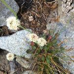 Eriogonum nudum Habitat