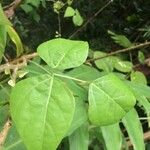 Erythrina amazonica Yaprak