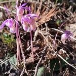 Calypso bulbosa