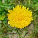 Hypochaeris radicata Blüte