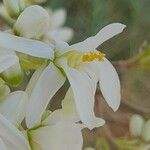 Moringa oleifera Flower