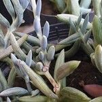 Senecio radicans Hoja