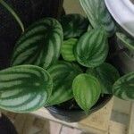 Peperomia argyreia Лист