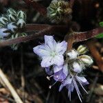 Hydrophyllum capitatum 花
