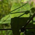 Verbesina alternifolia Leaf