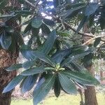 Myrsine guianensis Leaf