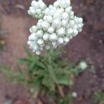 Pseudognaphalium californicum Flower