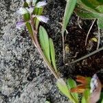 Polygala amarella Hábito