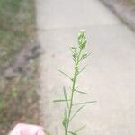 Erigeron canadensisᱵᱟᱦᱟ