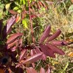 Rosa virginiana Rinde