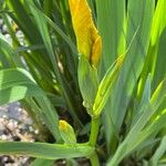 Iris pseudacorus ফুল